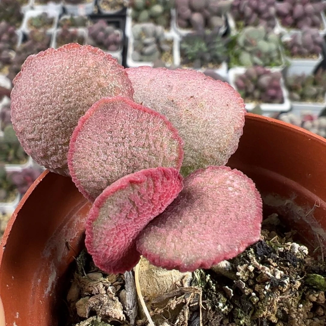 妖姬公爵夫人多头纯木质桩