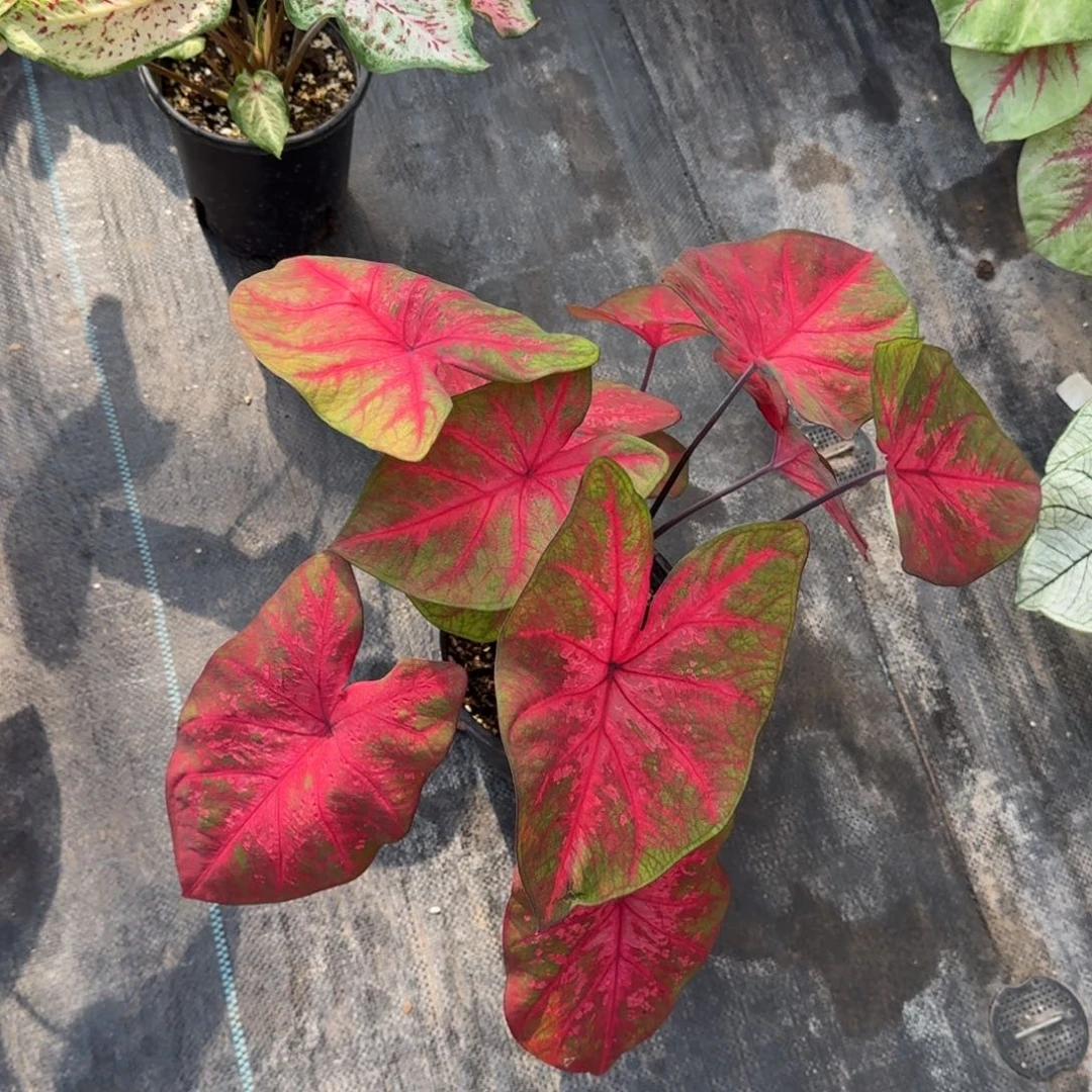 无花朵火山熔岩065彩叶