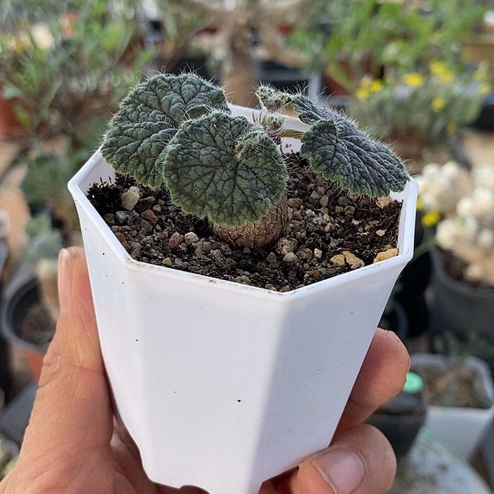 829圆叶洋葵一一一一一一一