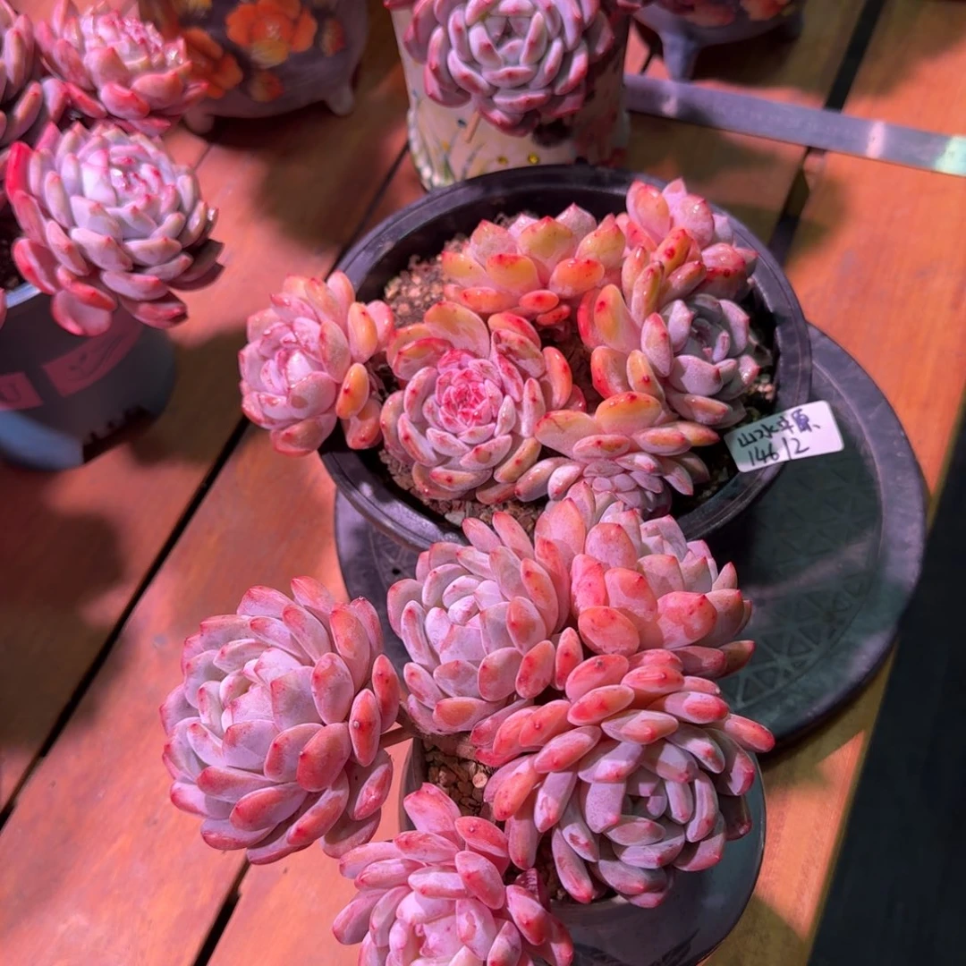 山水中原橙梦露脱土发货