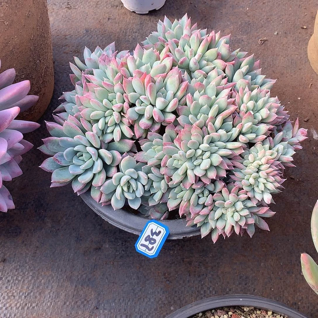 387缀化一物一拍多肉