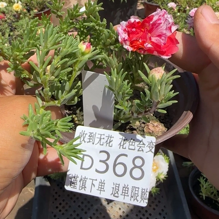 无花朵D368超小苗盆口