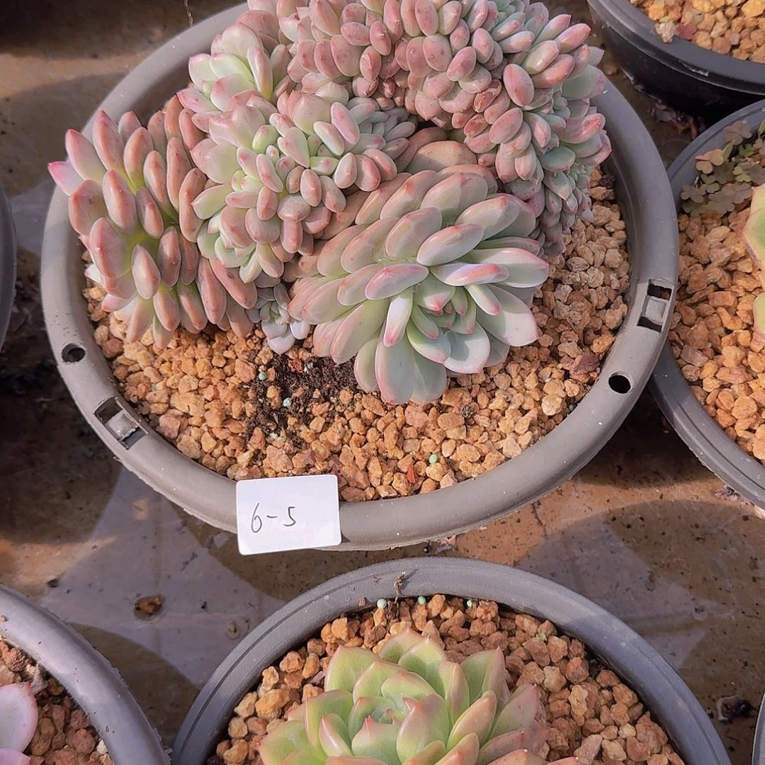 用***76-5爱丽儿缀多肉植物