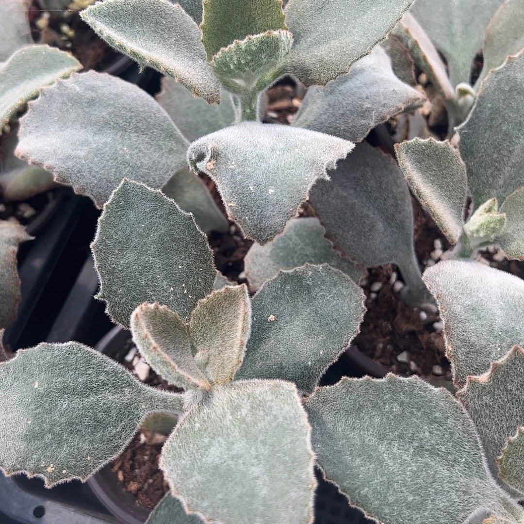 J***4多肉植物多肉植物