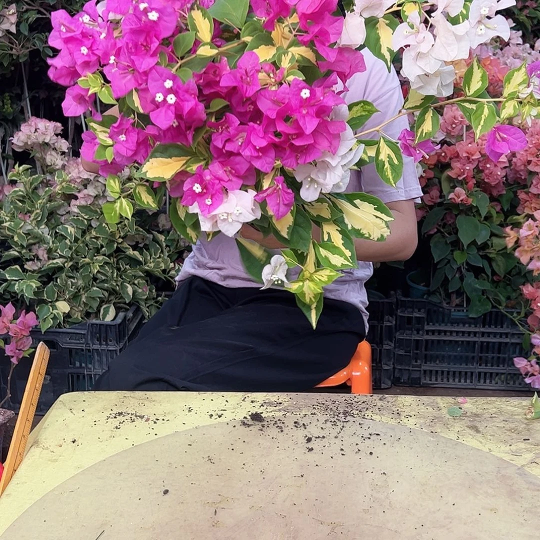 当前无花栽培后可以开花金心双色掌中宝一棵