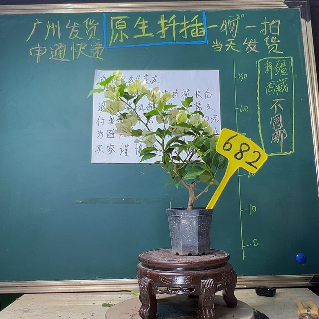 当前无花栽培后可以开花绿樱 大宝682