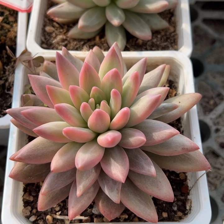 红蜻蜓锦冠服11一物一拍