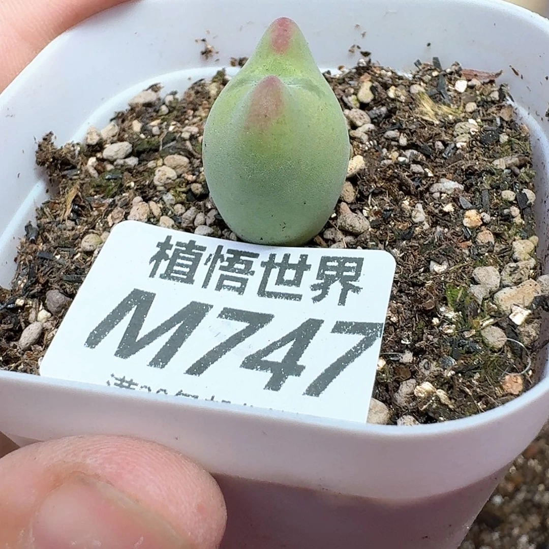 多肉植物的润泽和d