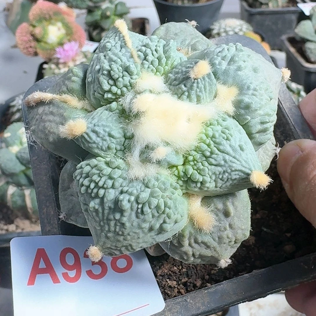 【闪购商品】許****植白肌怒涛938