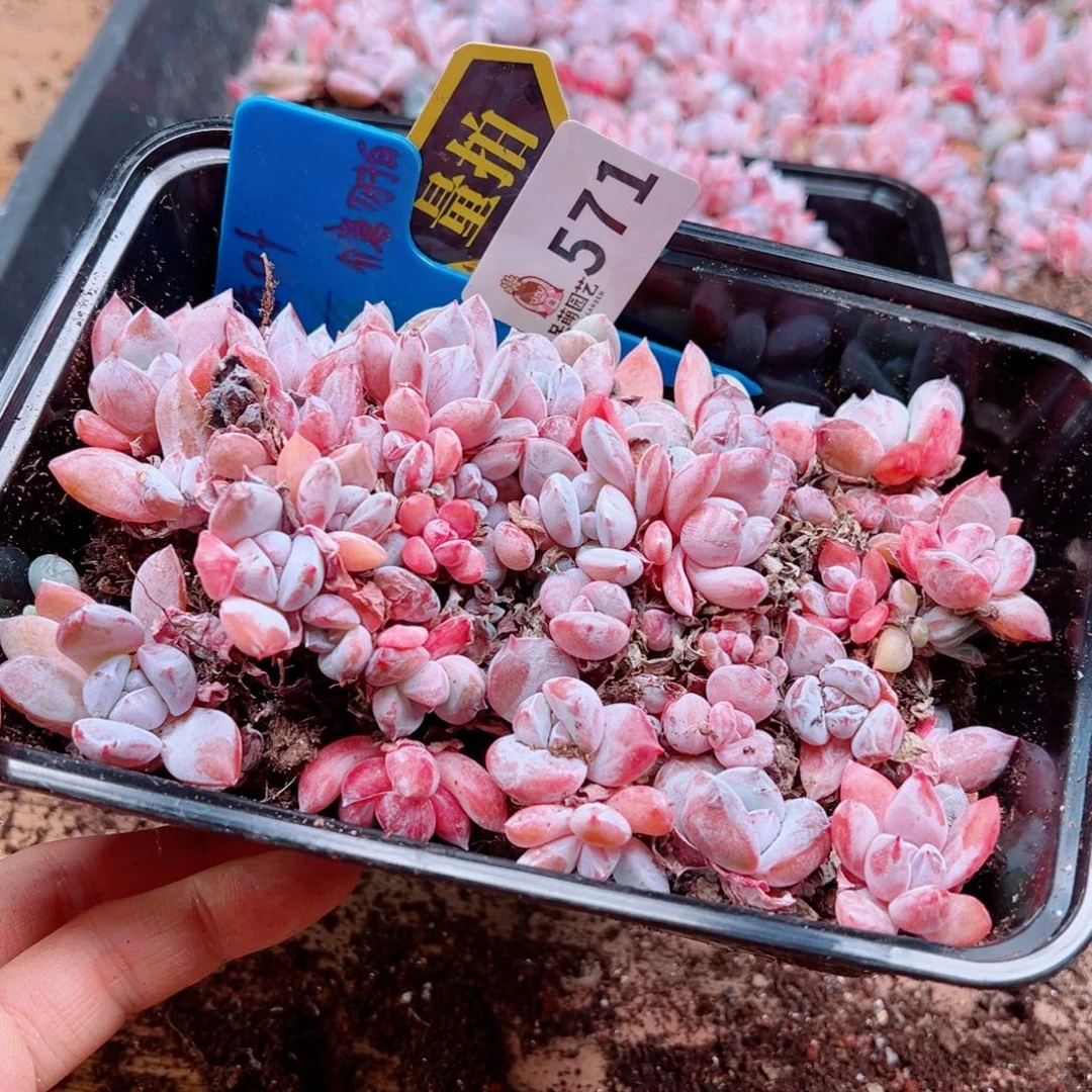 多肉植物多肉植物
