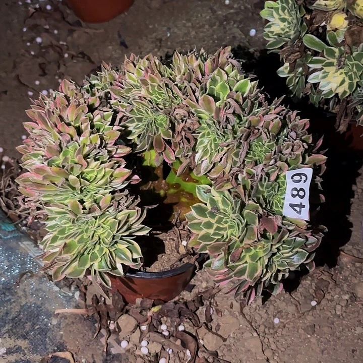 489男神多肉植物不售后