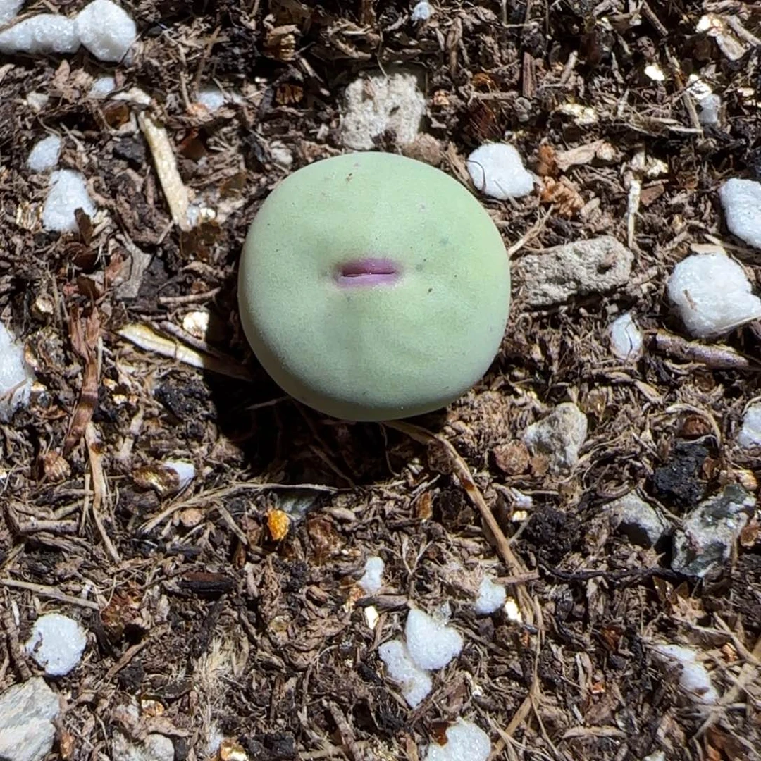 肉锥多肉植物组合-sb1985红嘴1448