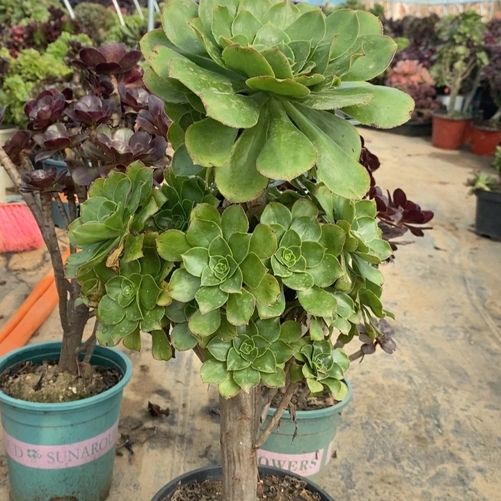 君美丽多肉植物93