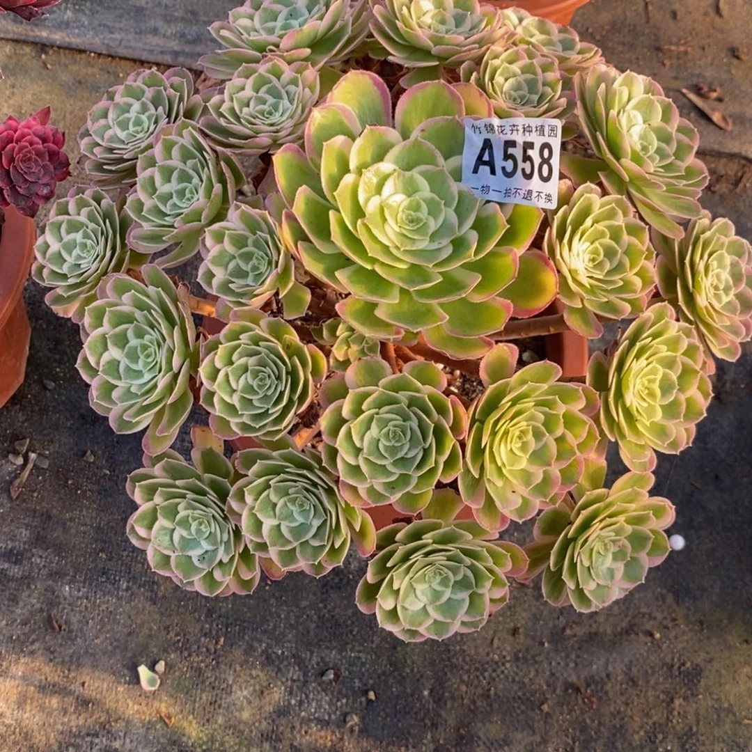 558孔雀翎福利一棵