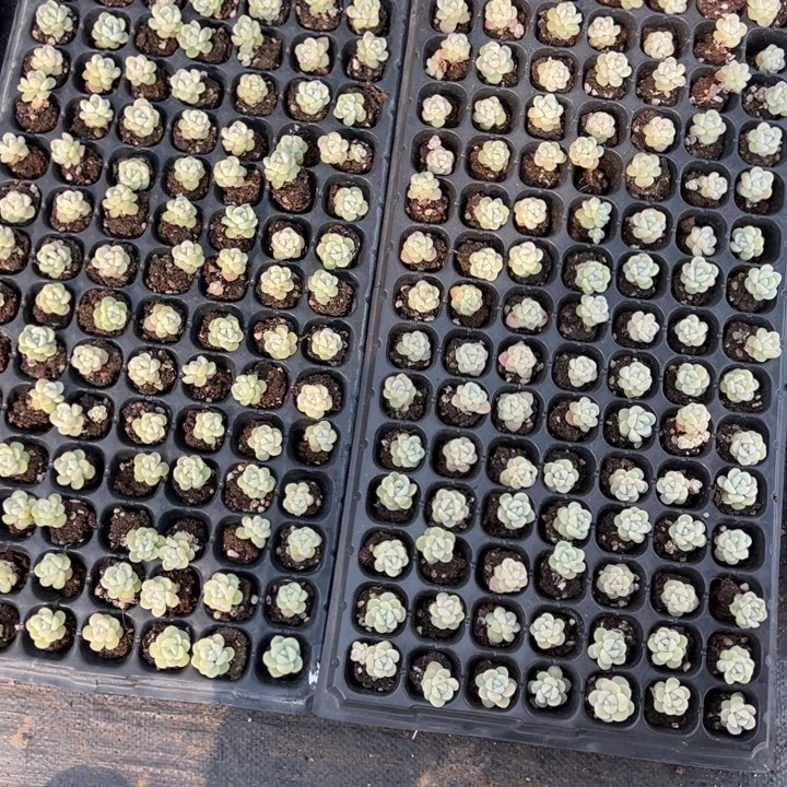 天蝎一物一拍专拍