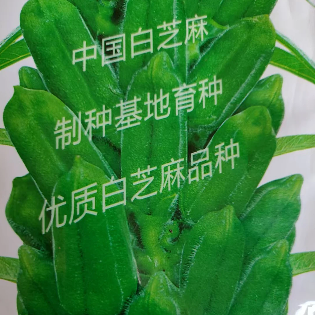 芝麻种子高产量亩产300到600斤种子