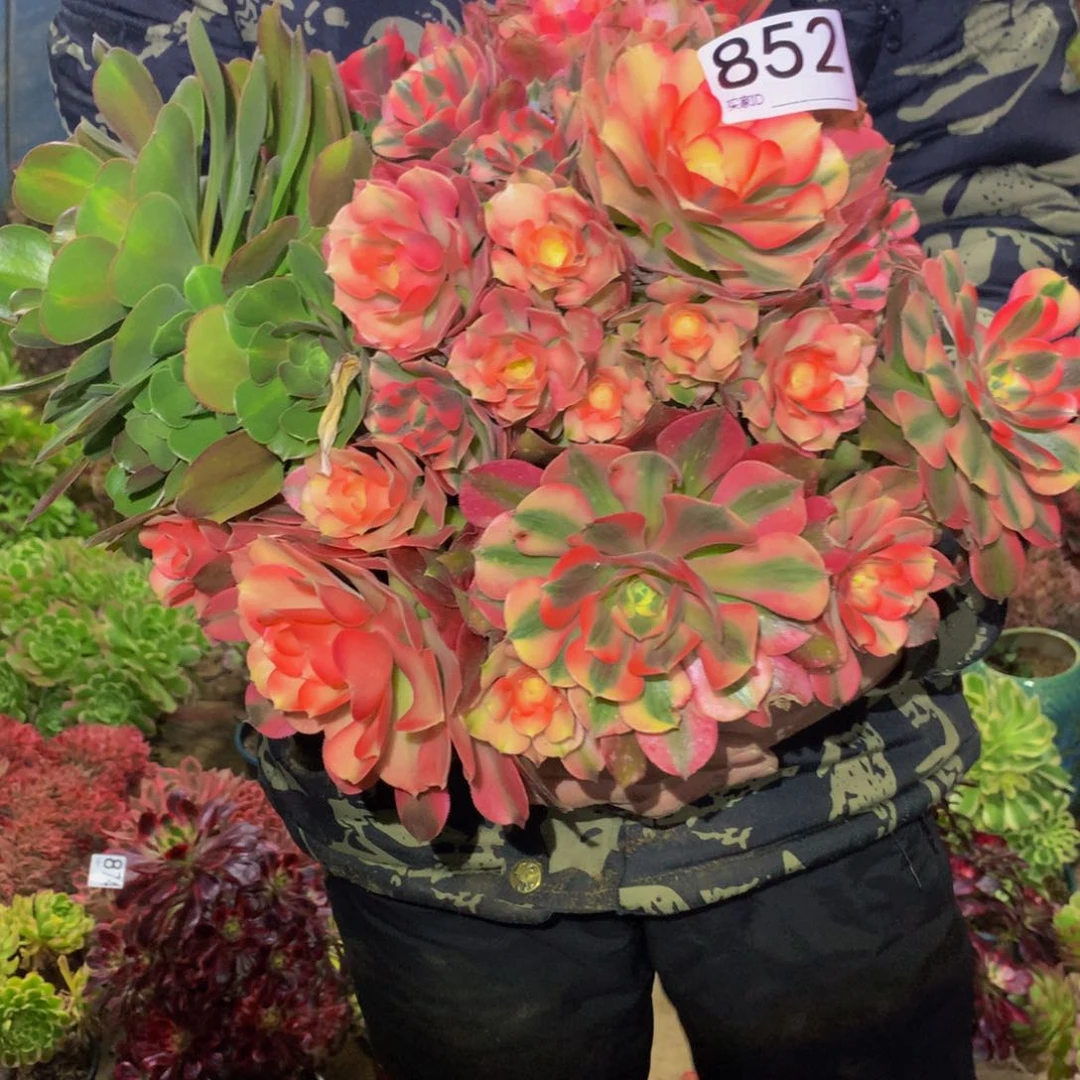 法师多肉植物852