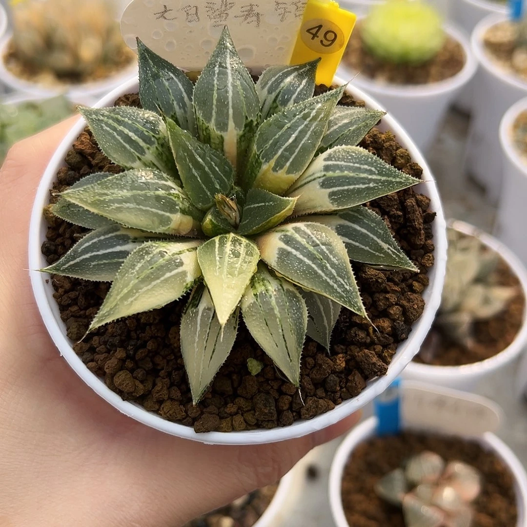 大白鲨寿锦111111111