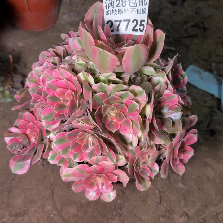 27725。女巫多肉植物