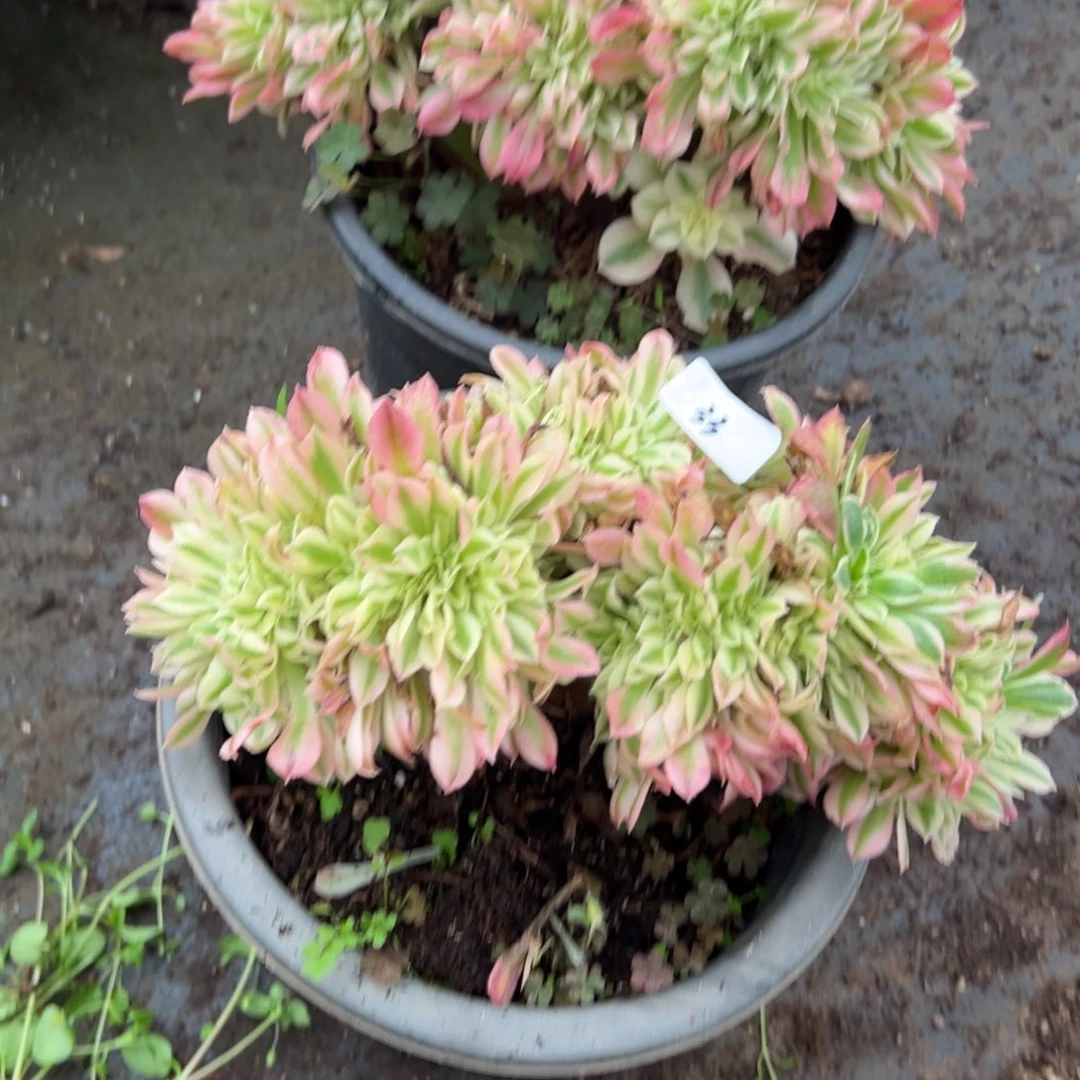 33告白缀一颗9.9多肉