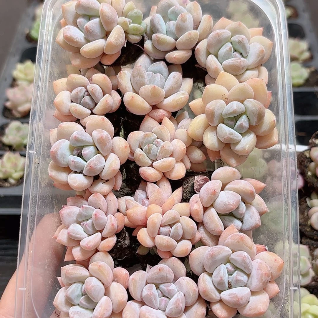 如图品质 21颗  新疆西藏内蒙不发货 多肉