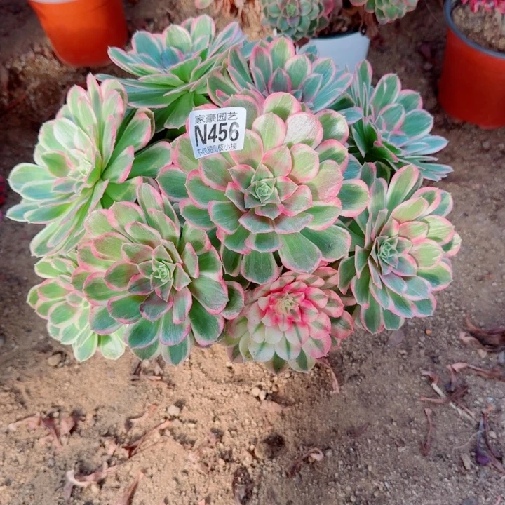 456孔雀翎官服35左右2