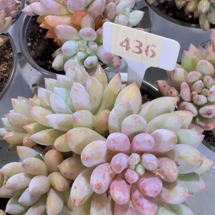 健健康康平平安安