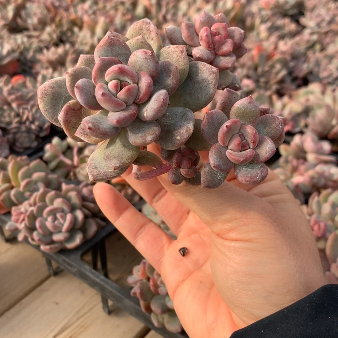 青*草青青草突尼斯发货多肉