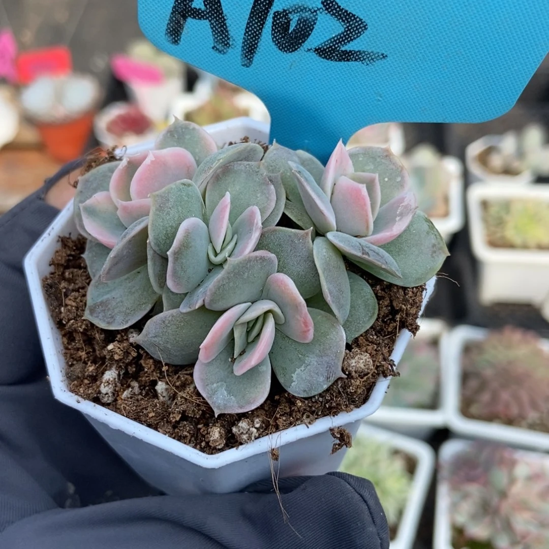 102蓝色惊喜锦多肉植物