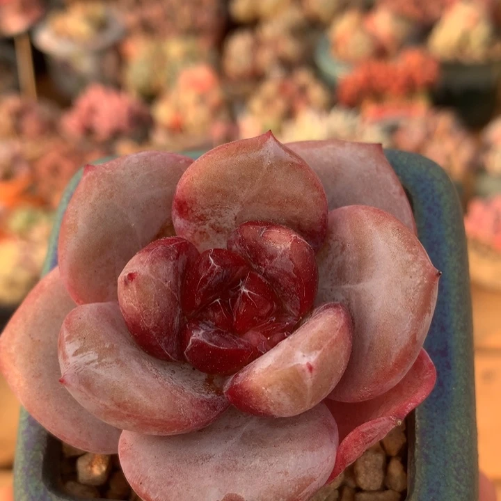 单头老桩嫦娥  010