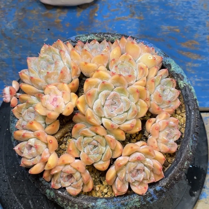 【闪购商品】辛普森