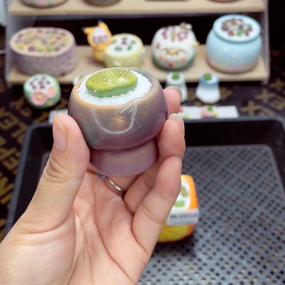 w3959盆微瑕 带盆土发货一物一拍