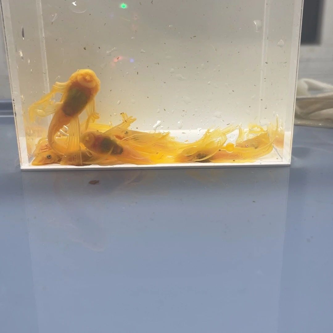 清道夫鱼大号帆10条开箱视频报损