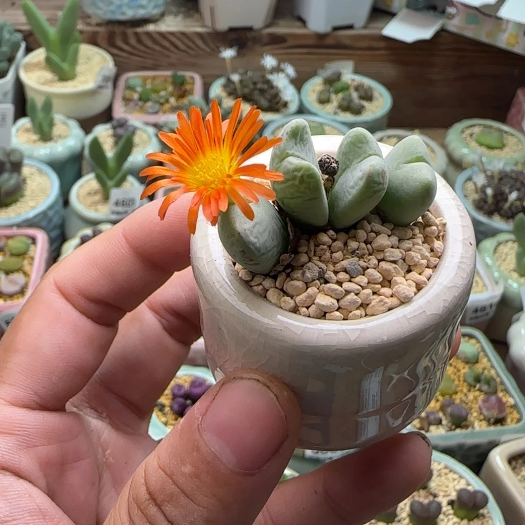 5020/一物一拍 带盆