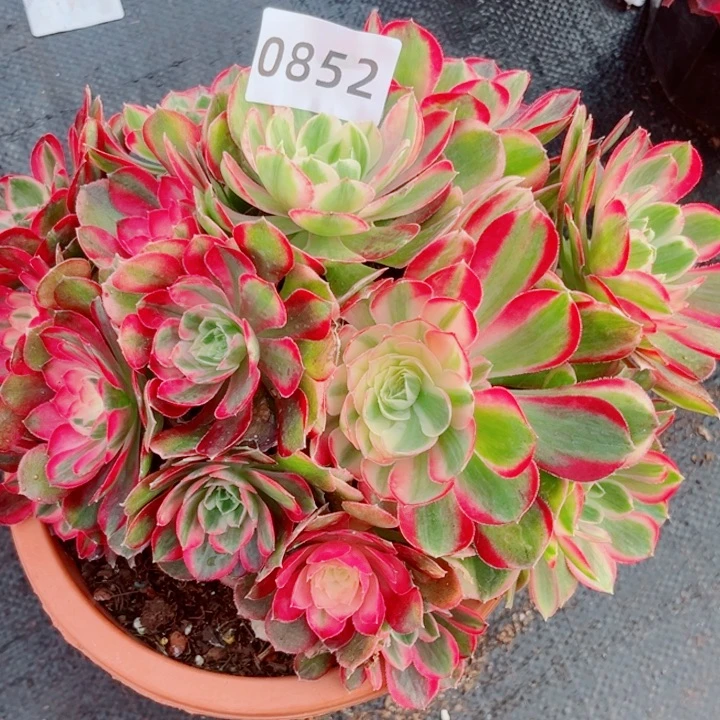 大孔雀翎特价多肉发货