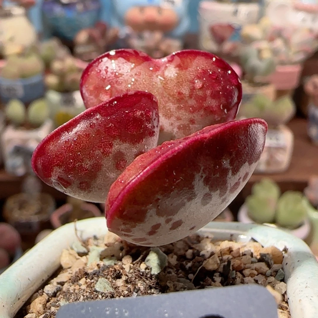 爱心 爱意满满 盆口3.5cm