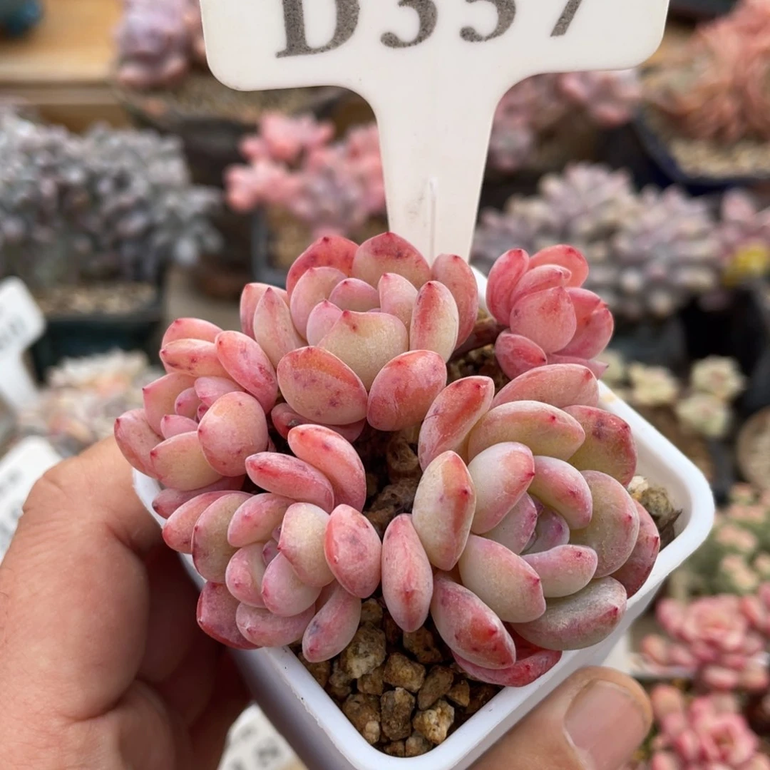 357全明星不带盆7厘米有瑕疵