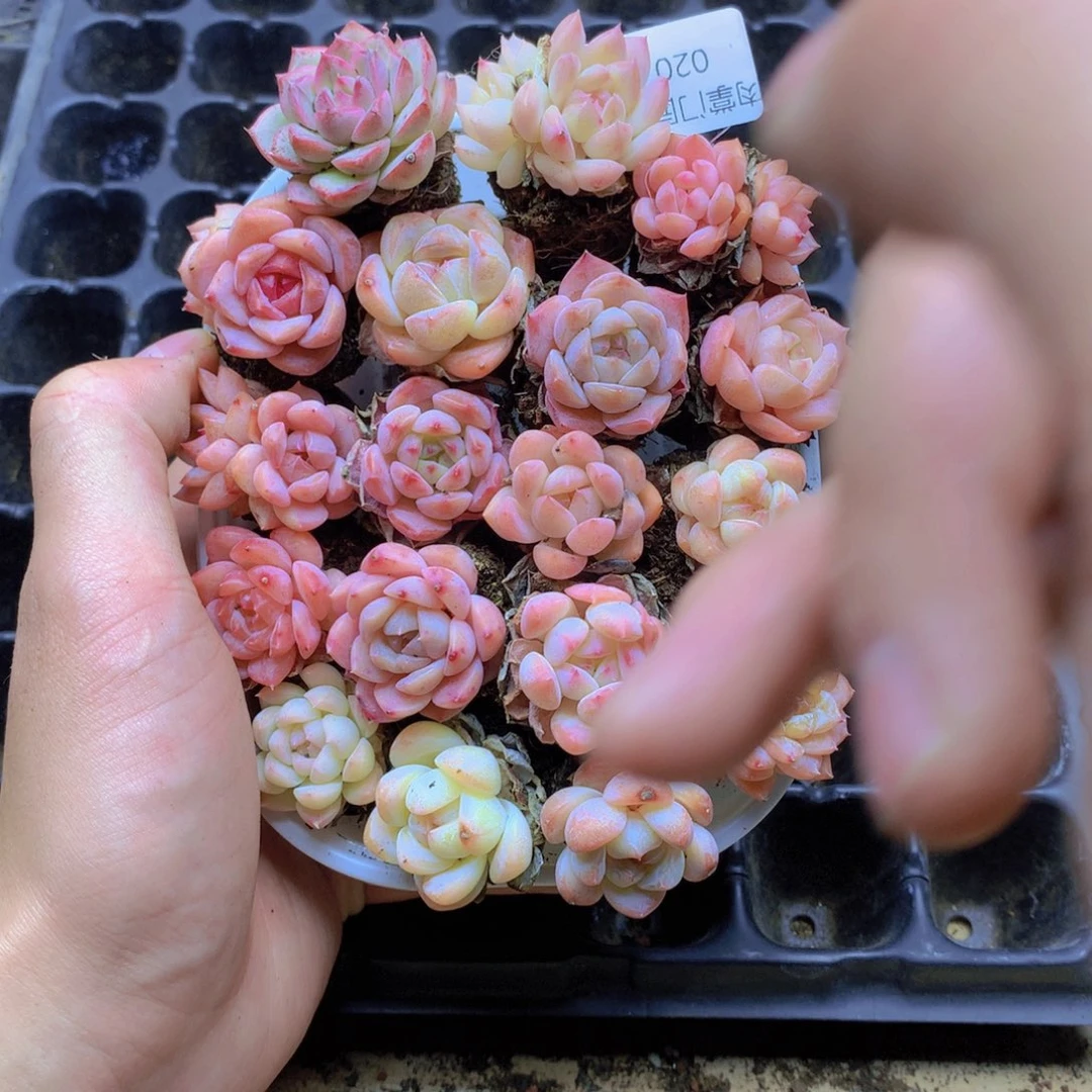 我要去看你了啊我20