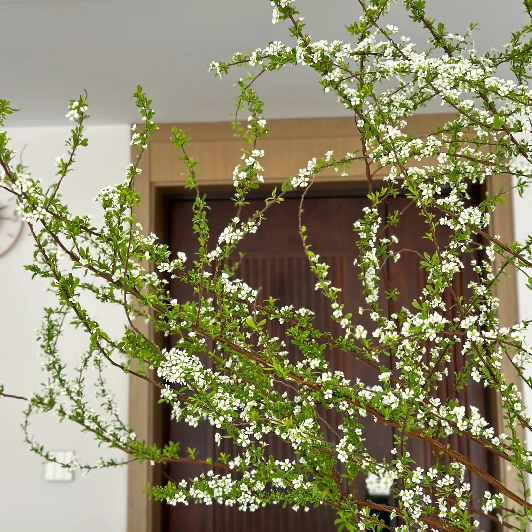 雪柳鲜枝水培耐寒开花室内绿植枯木遇水发芽喷雪花家居桌摆花卉