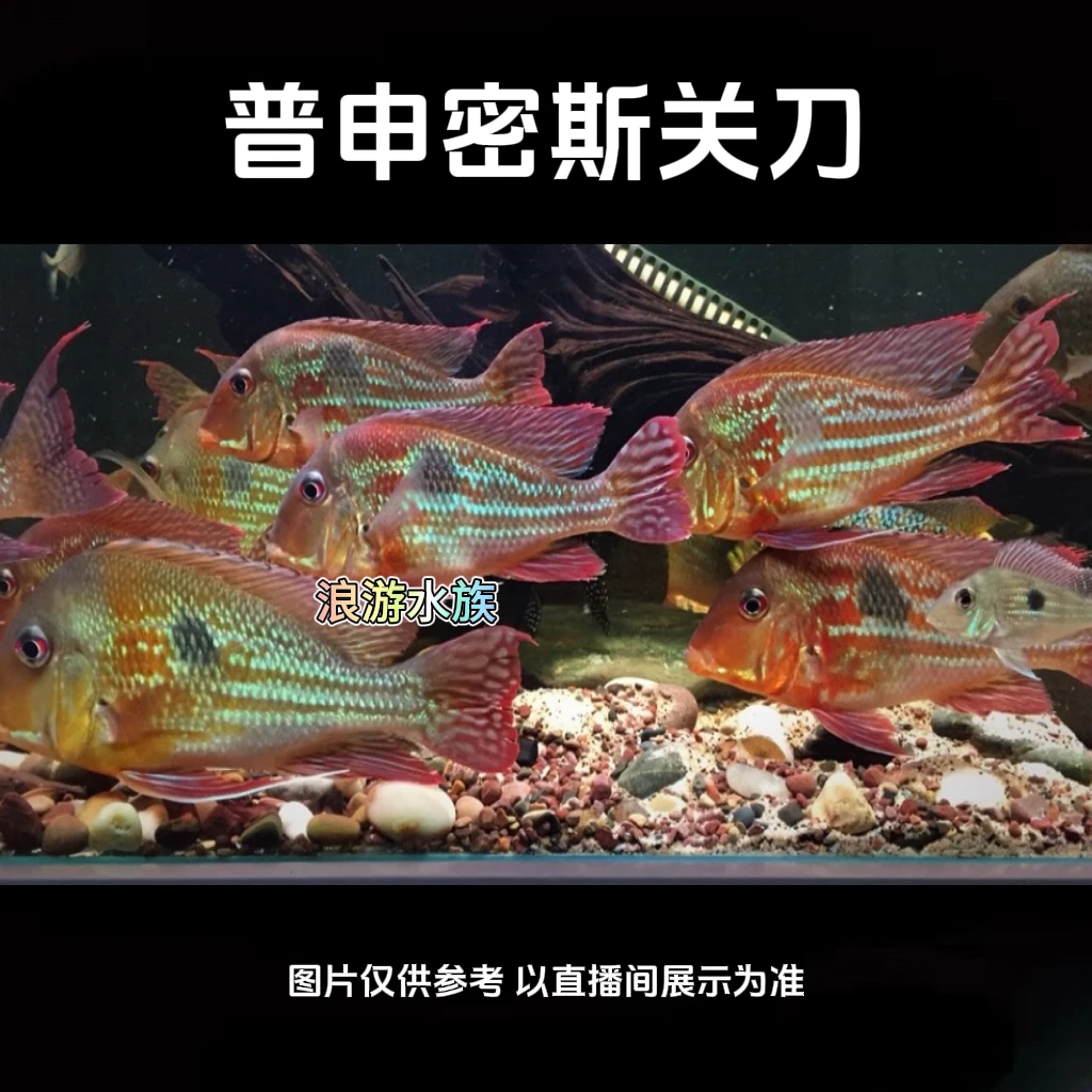 普申密斯关刀 食土鲷饲养水温25-31度 热带淡水鱼