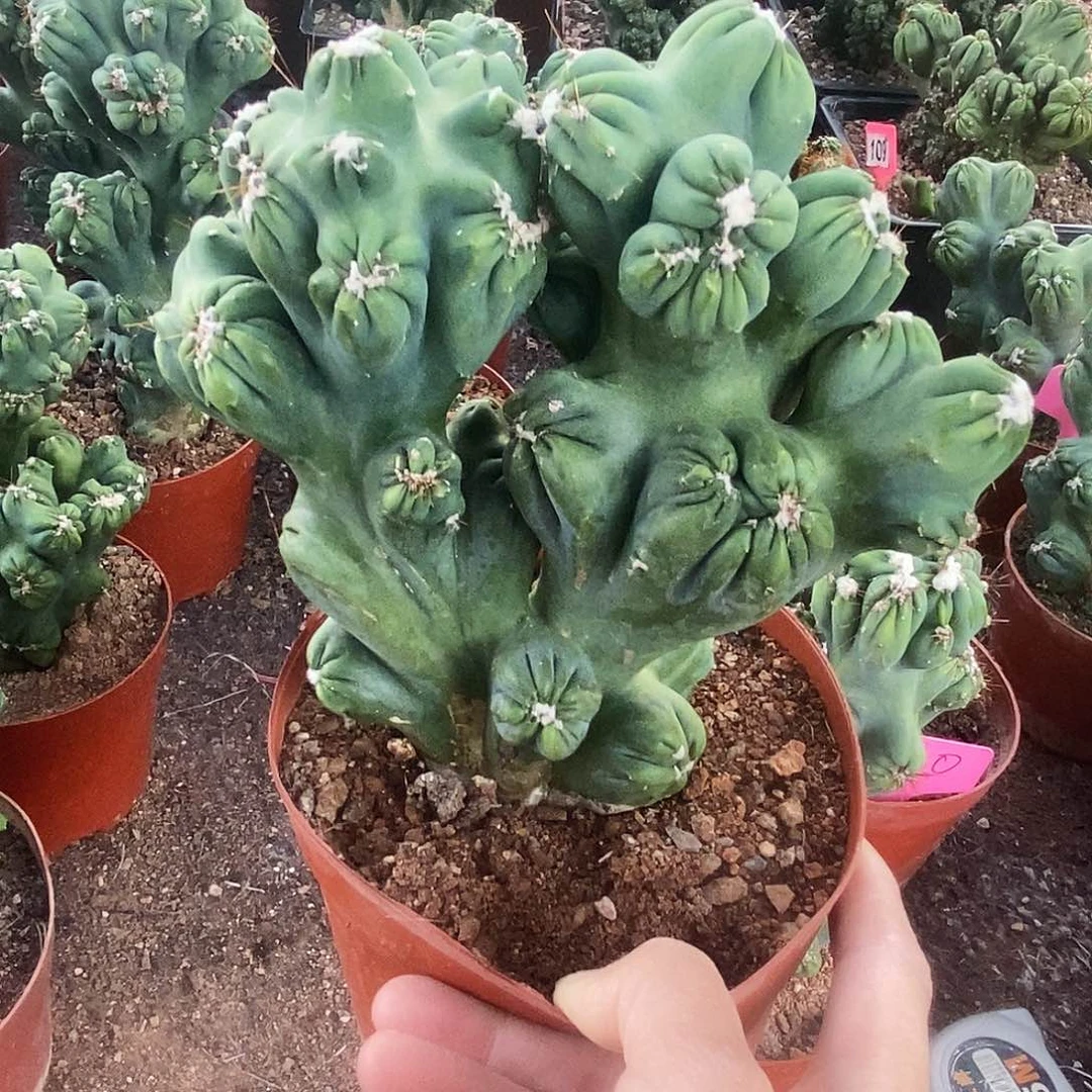 欢***号花花草草花花草草