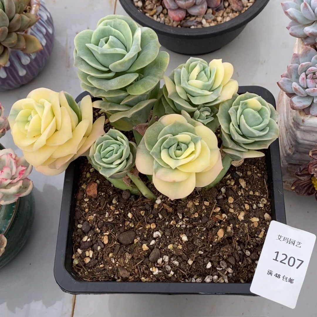 。**.可爱玫瑰锦群生无砍多肉多肉207