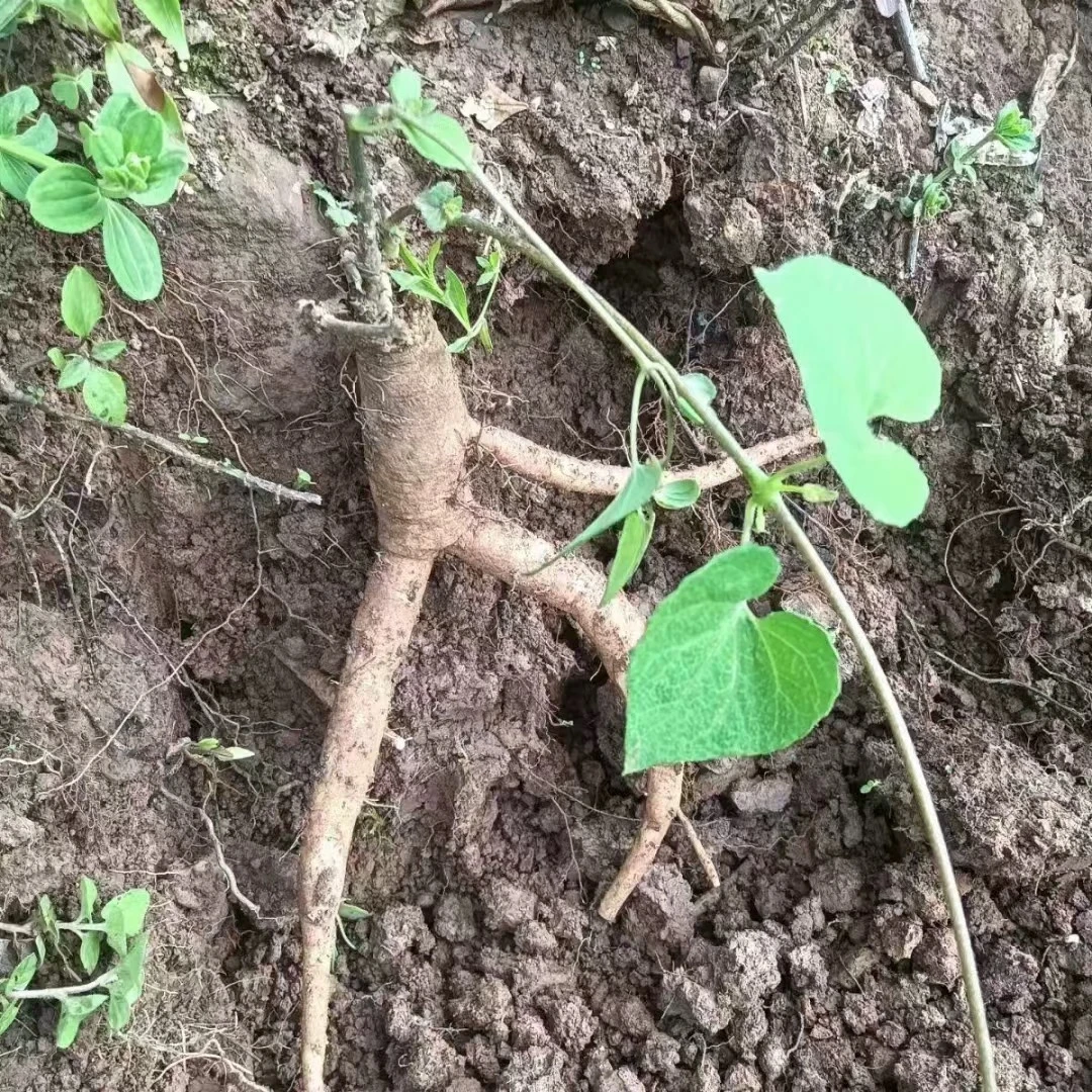 赶集代购山货苗草（阿欢代购）
