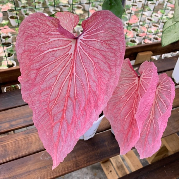 娇羞新娘 彩叶芋 净化空气好养桌面阳台办公室热植