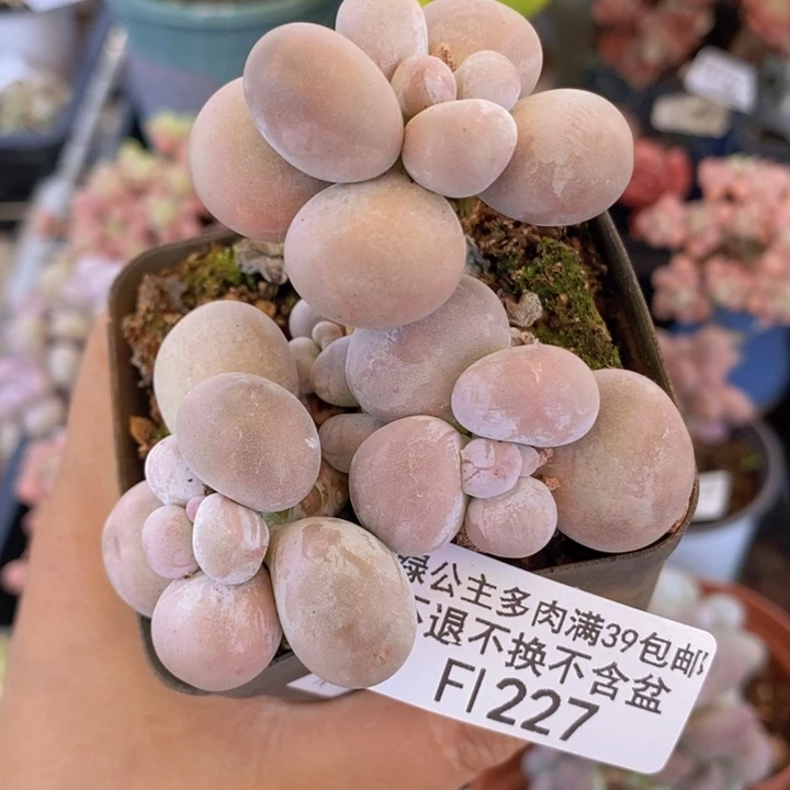 芭比奶洛6cm227多肉植物
