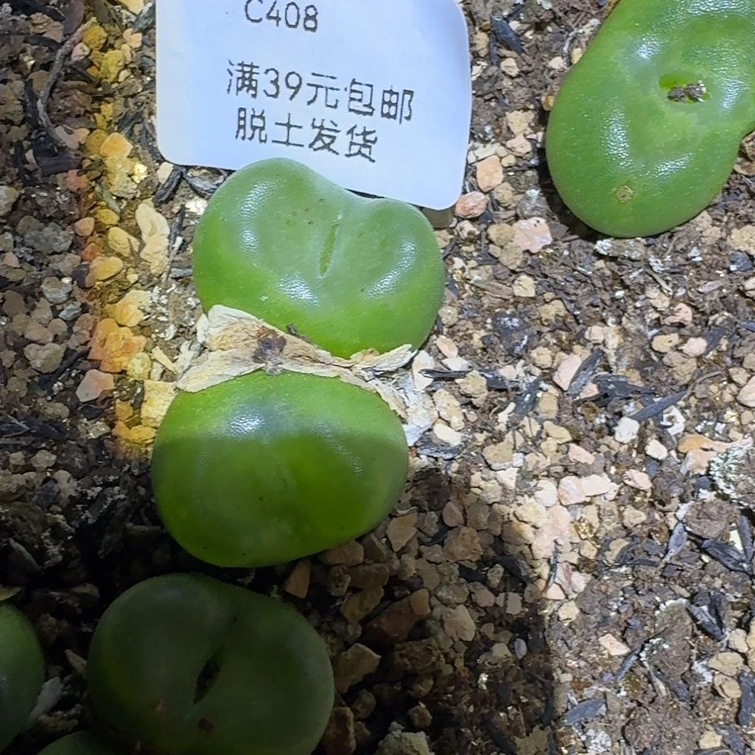小****408多肉哈哈哈哈哈哈哈