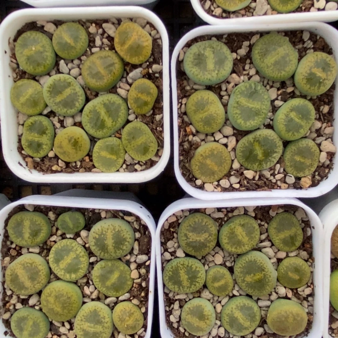 绿宝石一盒带盆土