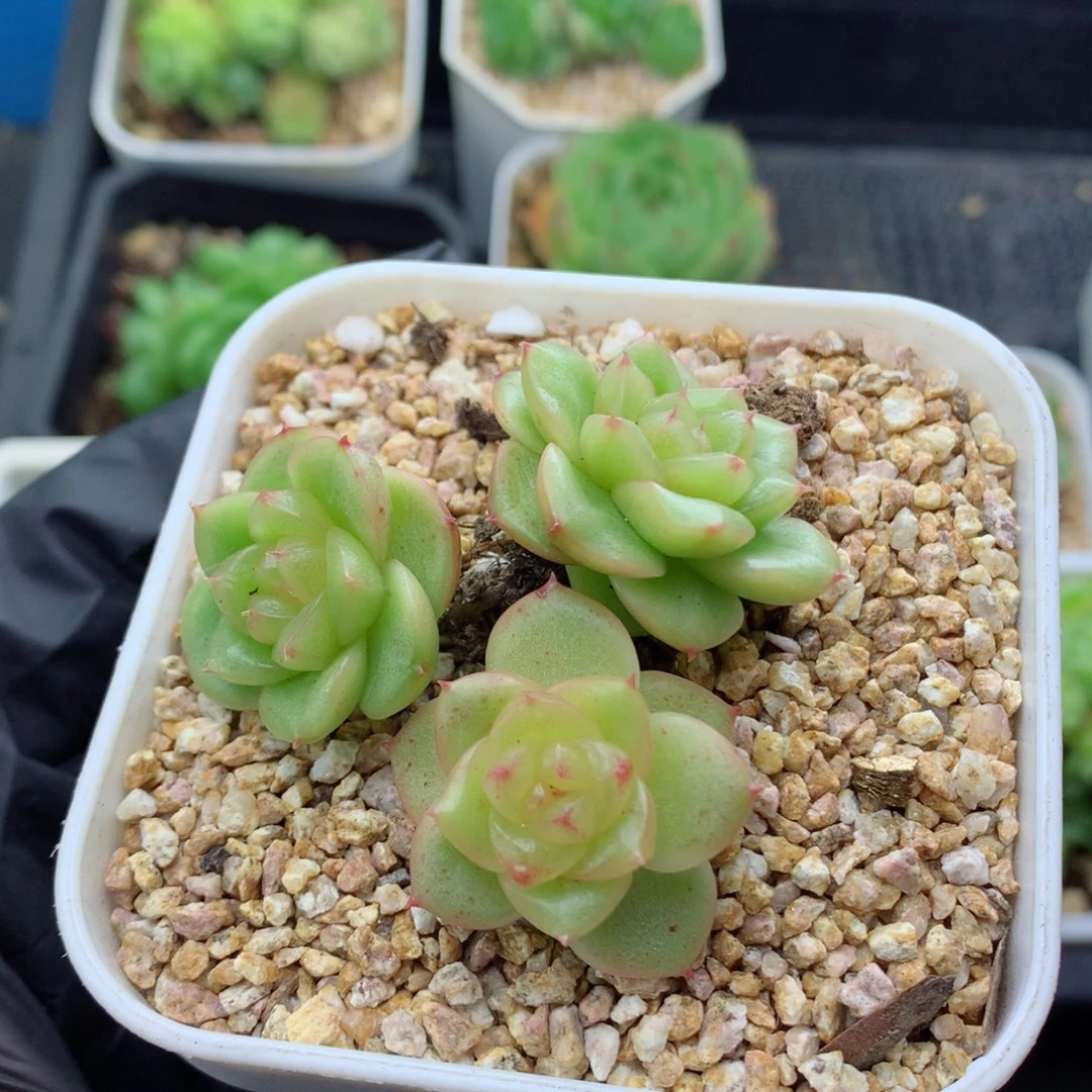 58包邮  群生不包整玉芷珍妮33