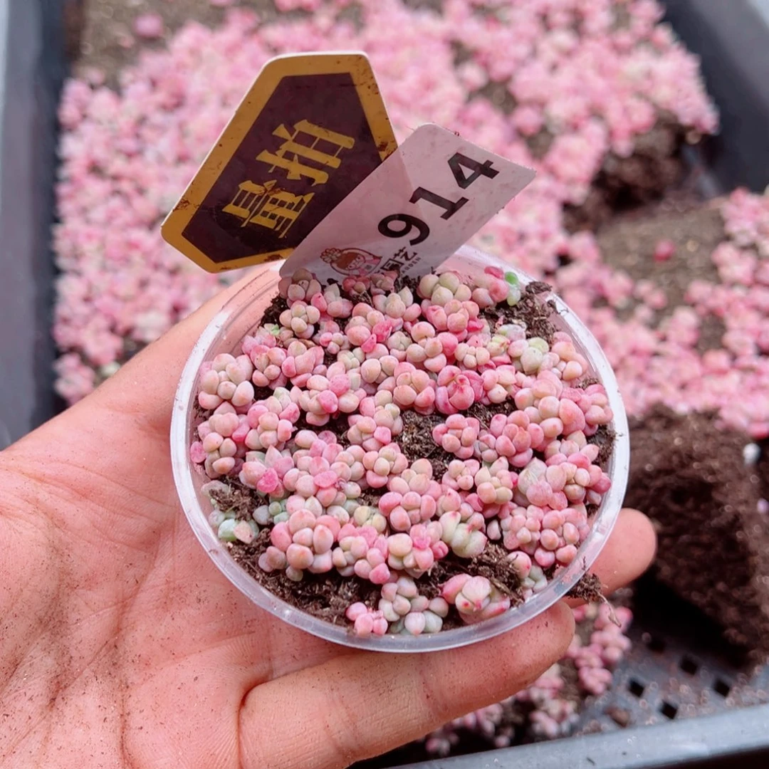 多肉植物多肉植物