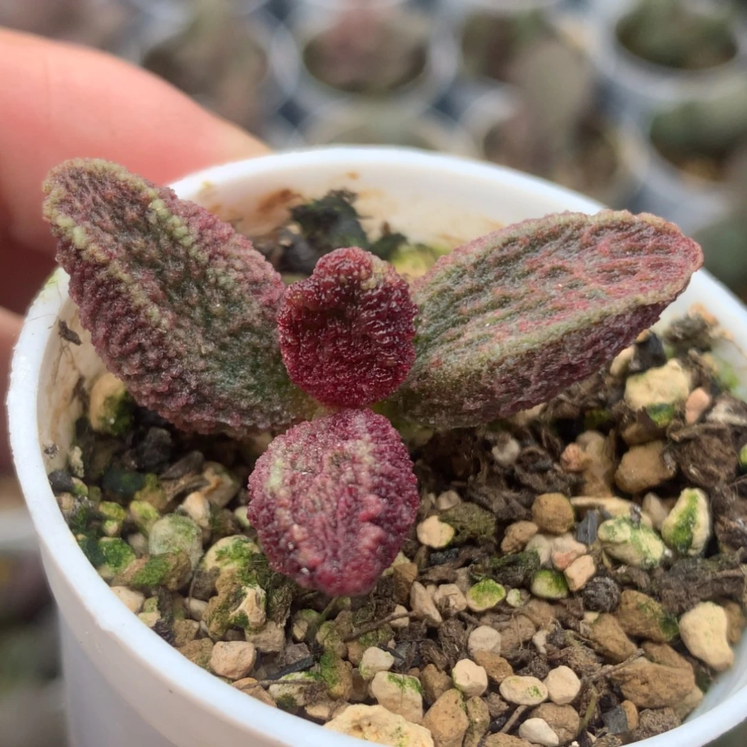 实生水泡一物一拍